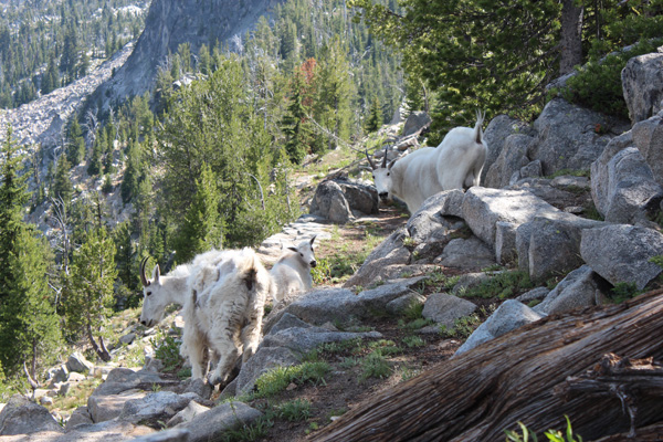 Mountain Goats near Dutch Flat Saddle