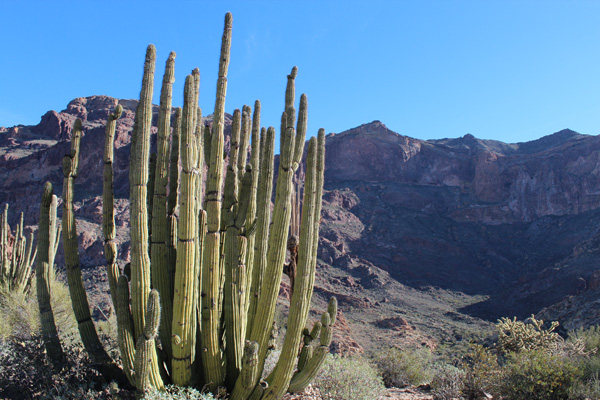 Organ Pipe Cactus and Mount Ajo from the Bull Pasture Trail