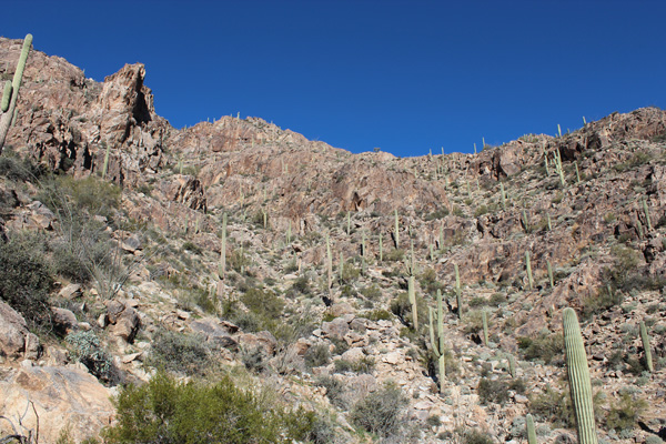 Routefinding on Newman Peak