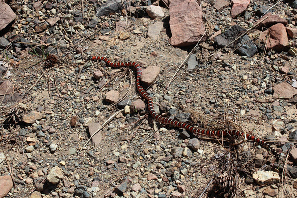 A milk snake on FR 487