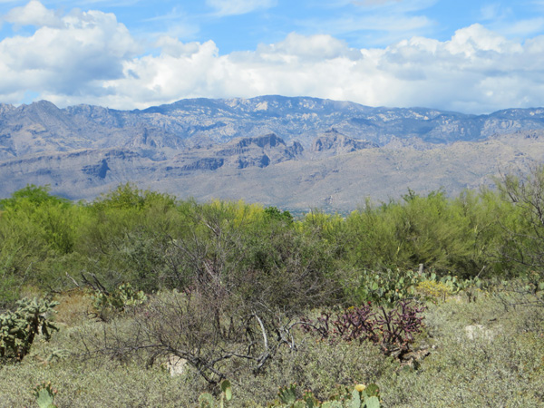 Mount Lemmon from near home