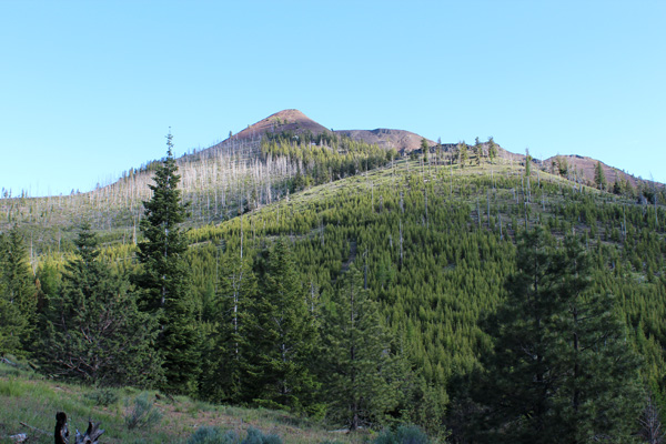 Ironside summit from the access forest road