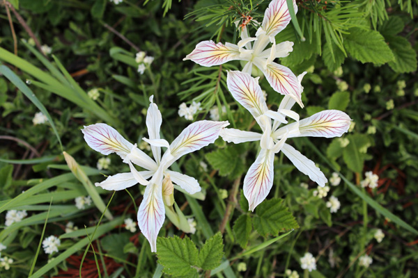 Yellowleaf Iris