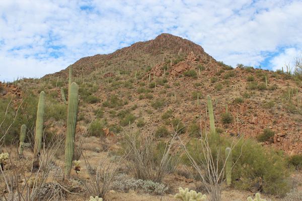 The SE Face of Silver Bell Peak