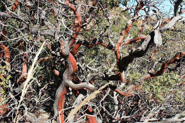 Manzanita along the trail as the trail switchbacks up steep slopes