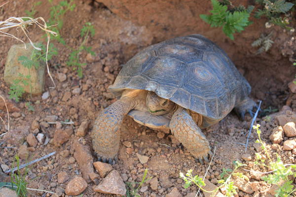 The tortoise begins to come out of his shell