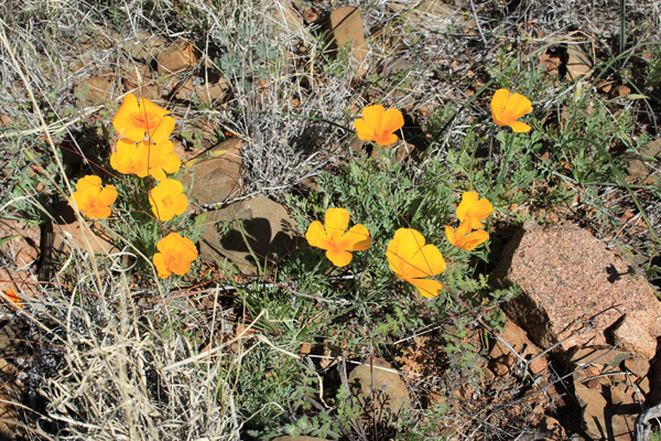 Some of the slopes were decorated with poppies