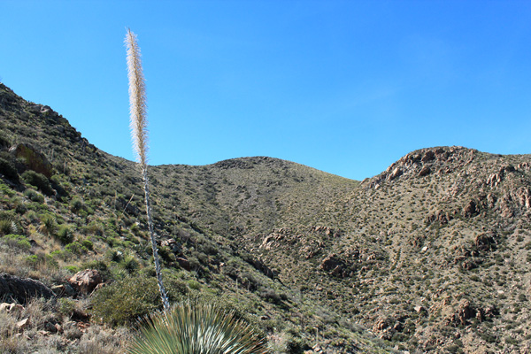 The Mount Devine summit from our ascent ridge