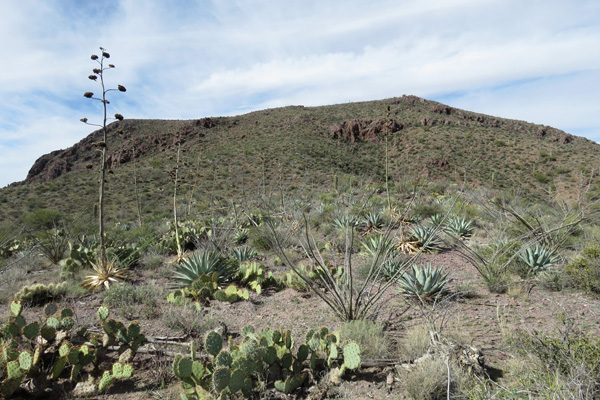 The South Mountain summit from the upper saddle