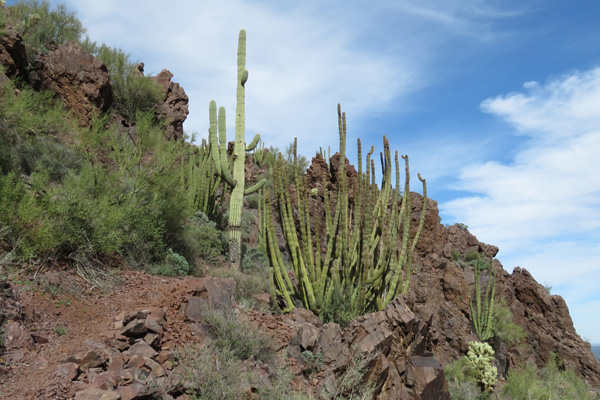Organ pipe cactus joined saguaro cactus in protected spots along the trail