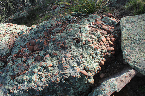 Rounded quartzite cobbles embedded in conglomerate on Apache Peaks