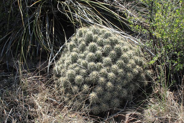 Hedgehog cactus colony on the Apache Peaks summit