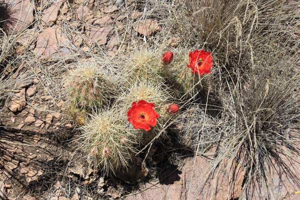 Hedgehog cacti in bloom