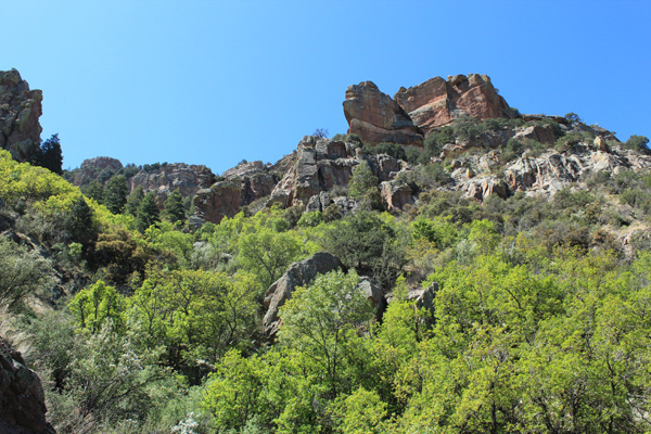 The Silver Peak Trail traverses across densely forested gullies on it's way up the peak