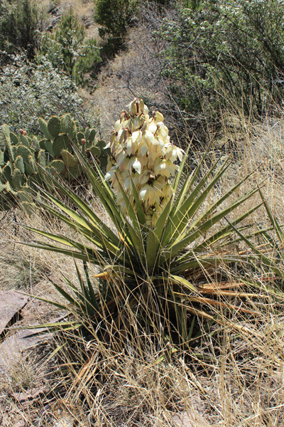 Flowering yucca along the trail at about 7000 feet of elevation