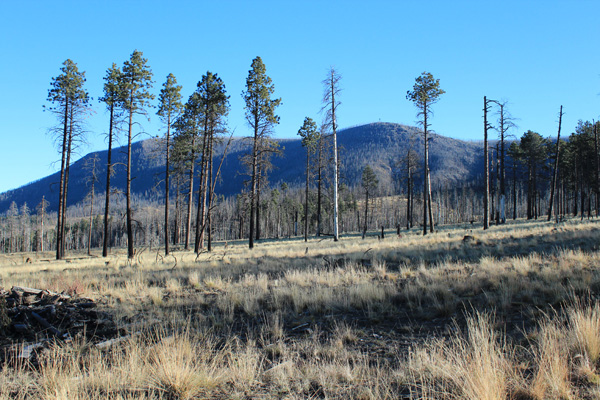 Escudilla Mountain from Forest Road 8056