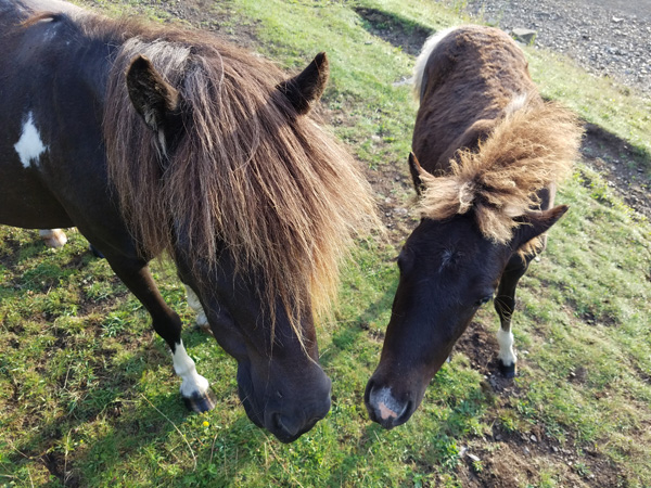 Shetland ponies on Wilburn Ridge