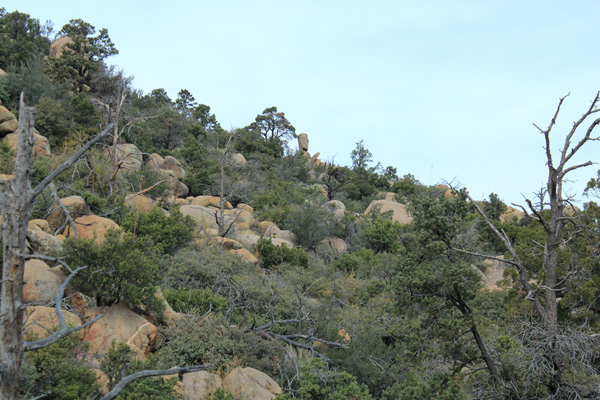 Rich spotted this Easter Island Moai watching us as we worked our way up brushy slopes.