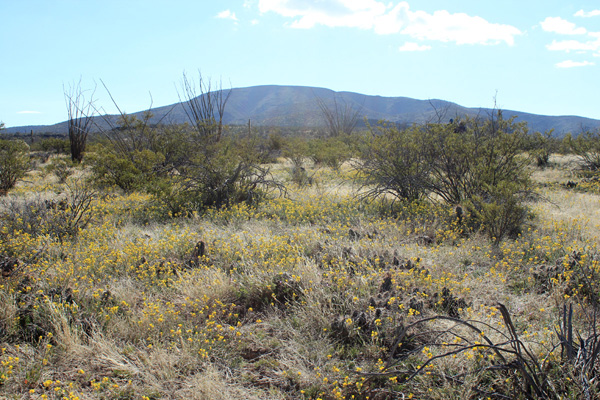 Wildflower and hedgehog cactus patches decorate the desert floor