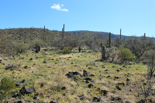 We approach our ascent ridge which winds up to the summit ridge visible above