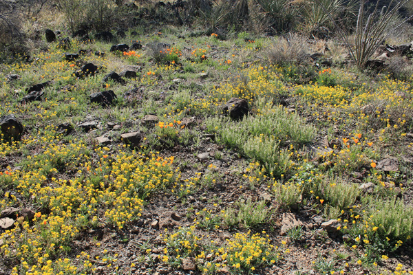 A carpet of wildflowers on the ridge
