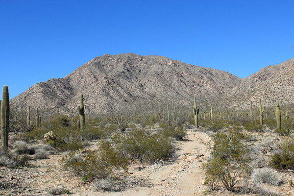 Harcuvar Peak from the road hike