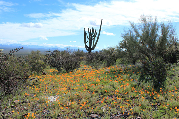 Poppies, cholla, and saguaro near our parking spot