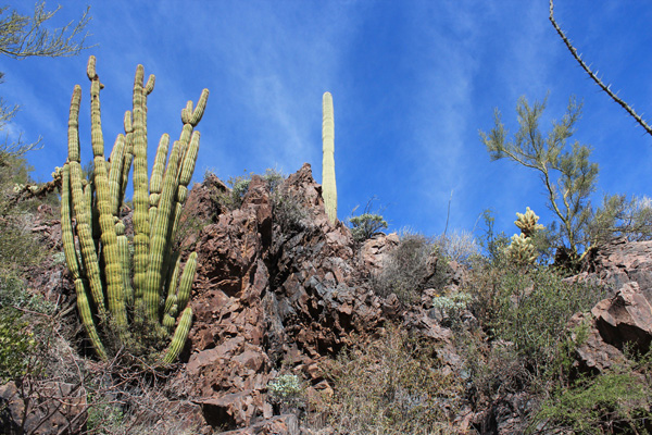 Organ Pipe, Saguaro, and Cholla cacti in the sheltered environment of the rock band beside the trail