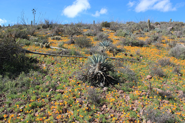 Poppies, agave, cholla, ocotillo, saguaro, hedgehog, and more