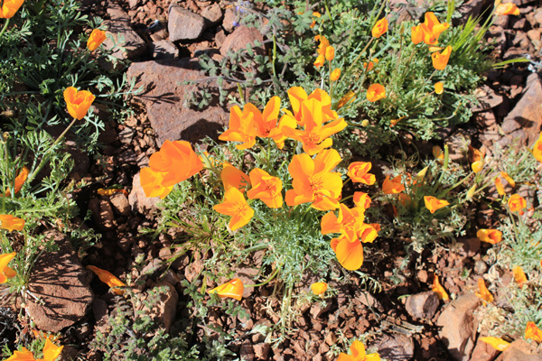 Mexican Gold Poppies (subspecies of California Poppies)