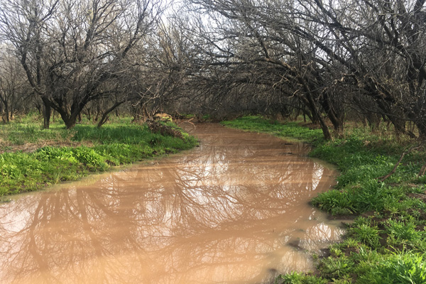 The San Simon Wash flowing from recent rains (Matthias Stender photo).