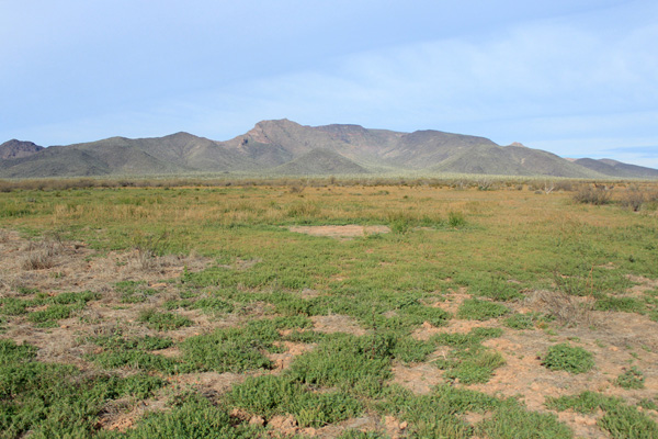 The Mesquite Mountains to our west as we left the forest road