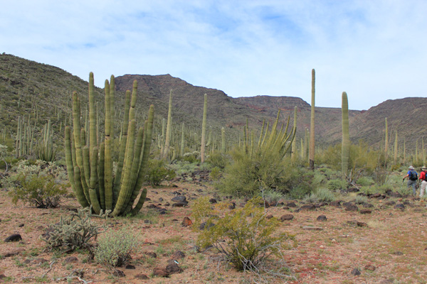 Saguaro cactus are joined by organ pipe cactus as we enter the canyon below Mesquite Benchmark.