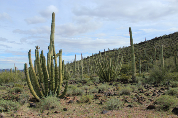 Organ pipe cactus near the mouth of the east canyon.