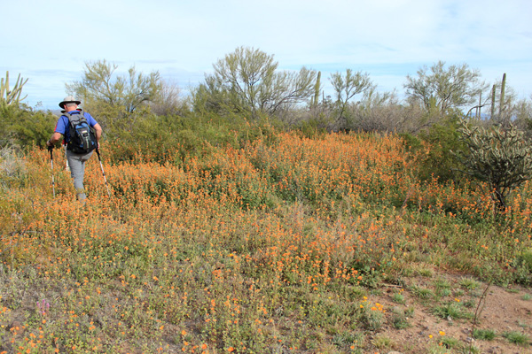 Michael and Scott lead through a patch of globe mallow