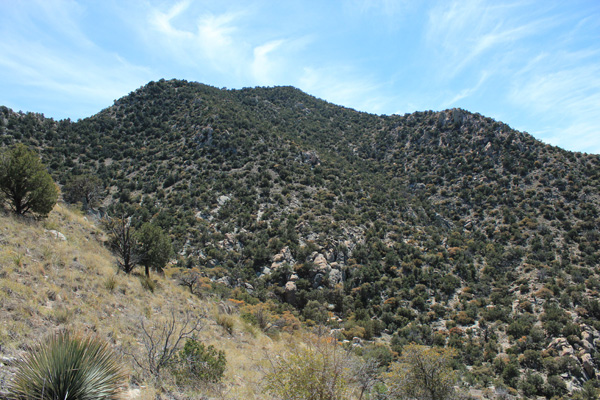 The north slopes of Forest Hill, Little Rincon Mountains