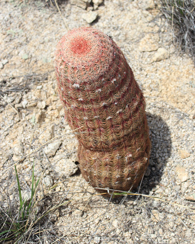 Arizona Rainbow Cactus high on Forest Hill