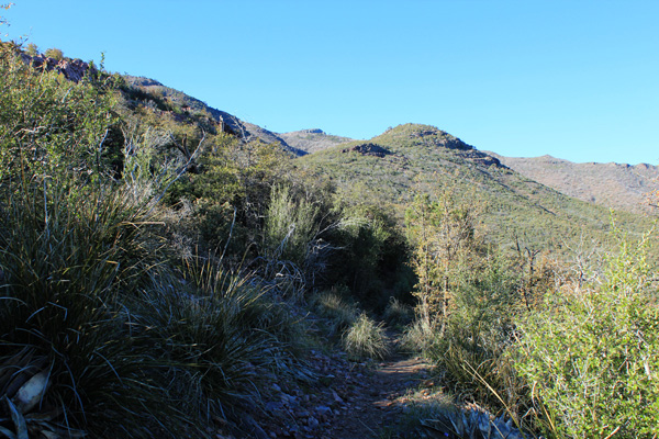 The Barnhardt Trail leads across the north slopes to behind the subsidiary peak right of center