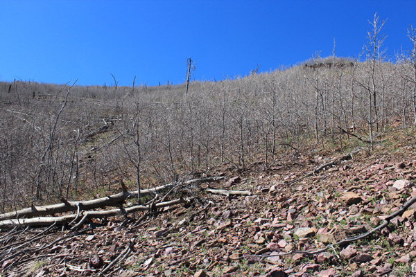 Looking up recently burned slopes towards the north ridge