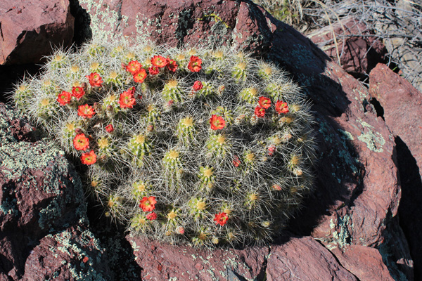 Hedgehog cactus beside the Barnhardt Trail