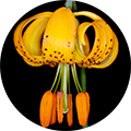 Native Plant Society of Oregon: High Desert Chapter