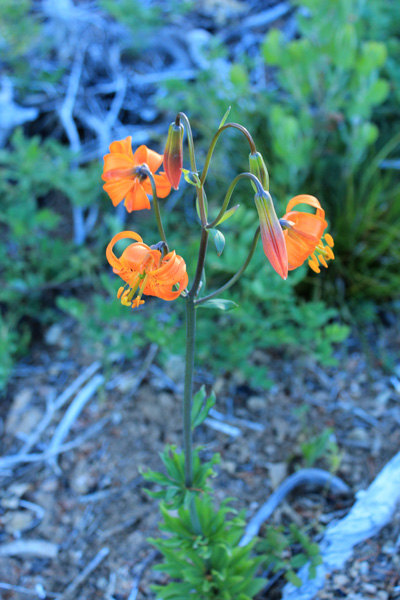Columbia tiger lily on the western ridge of Green Craggie