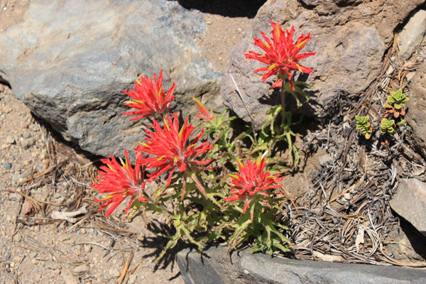 The Indian Paintbrush seemed intensely colorful.