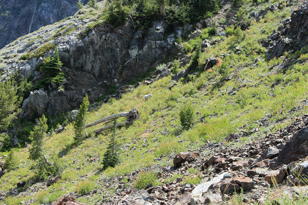 Elkhorn Mountain Goats