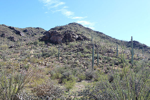 I climbed this NW ridge and then traversed left along a saddle to upper rocks