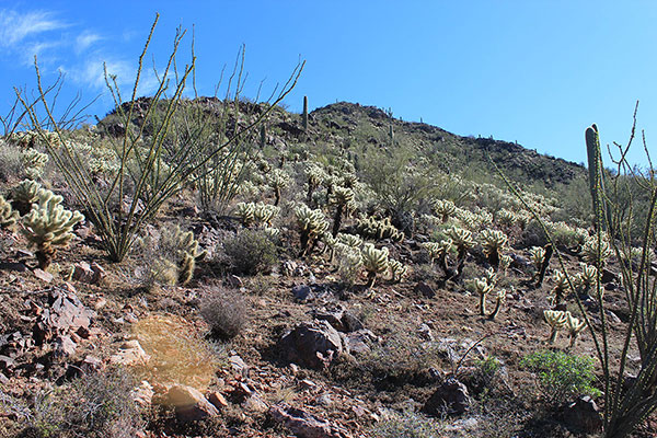 Low on the NW ridge I passed through a teddy bear cholla garden