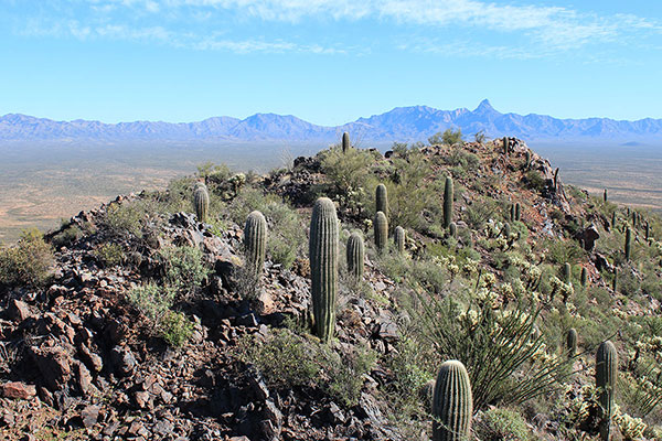 The highpoint of the Artesa Mountains with Baboquivari Peak beyond