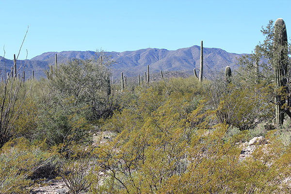 The Quijotoa Mountains highpoint from Arizona Highway 86