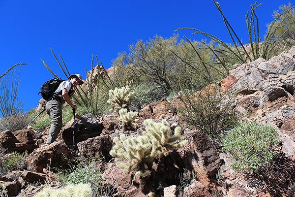 Scott P. climbing over a short ledge around teddy bear cholla