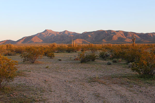 Buckskin Benchmark and the Buckskin Mountains in early morning light from my campsite